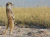 Africa 043 : Africa, Animal, Botswana, Makgadikgadi, Mammal, Meerkat